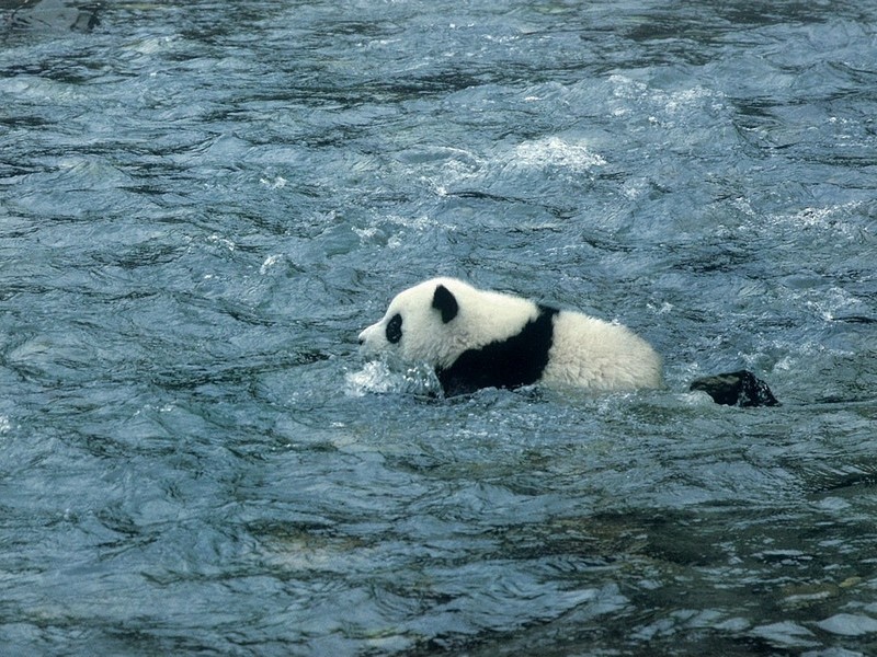 Панда плавает
